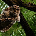 Barred Owl