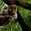 Barred Owl