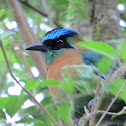 Blue-crowned Motmot
