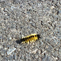 Spotted Tussock Moth caterpillar
