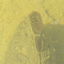Mussel