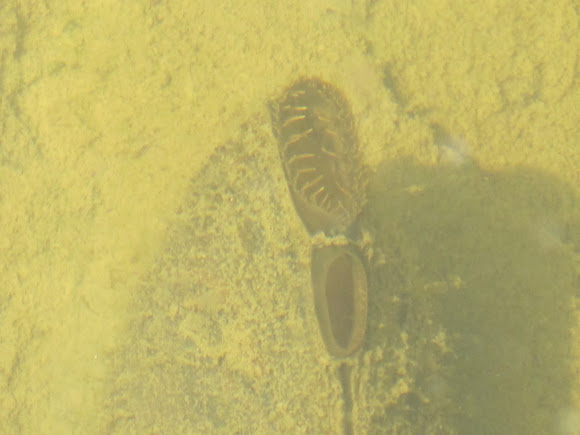 Spotting Image 1