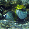Threadfin Butterfly Fish