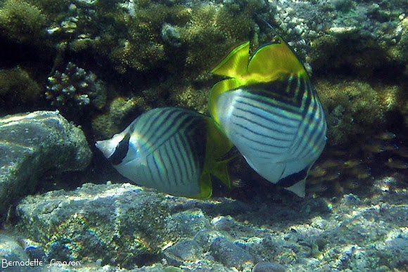 Spotting Image 1