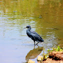Black Heron