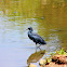 Black Heron