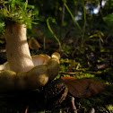 Slimy Milkcap/Grijsgroene melkzwam