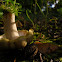 Slimy Milkcap/Grijsgroene melkzwam