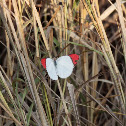 Orange Tip