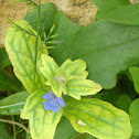 Blue Bugle