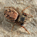 Jumping Spider (female)