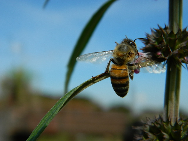 Bee