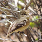 Pacific-slope Flycatcher