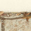 Unknown psammodromus
