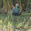 Purple Swamphen