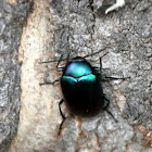 Darkling Beetle