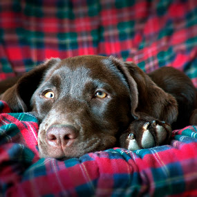 by Kirsten Morse - Animals - Dogs Portraits
