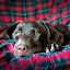 by Kirsten Morse - Animals - Dogs Portraits