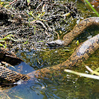Diamondback Water Snake