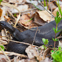 Nikolsky's Adder