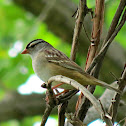 White-crowned Sparrow