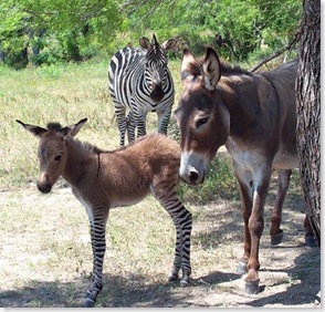 !image001