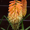 Torch Lily/Vuurpijl