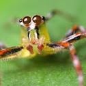 Jumping Spider