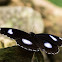 Great Eggfly <Male>