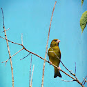 European Greenfinch
