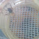 Honey Bee