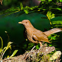 Clay-colored Robin