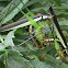 grasshopper