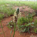 English Plantain