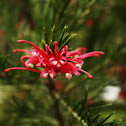 Grevillea Juniperina / Juniper Grevillea