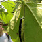 Catalpa Sphinx Moth Larvae