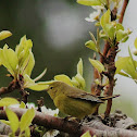 Orange-crowned Warbler