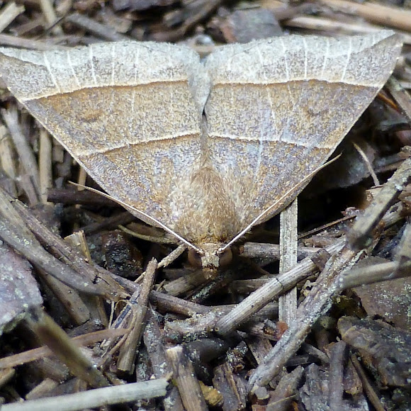 Spotting Image 1