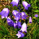 Harebell