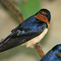Barn Swallow