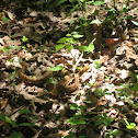 Copperhead