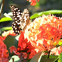 Common Lime Butterfly