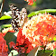 Common Lime Butterfly