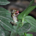 Anole Lizard