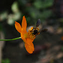HONEY BEE