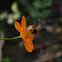 HONEY BEE