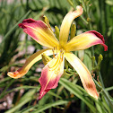 Daylily 'Dipped in Ink'
