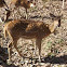 Chital