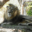 African Lion