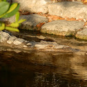 American Crocodile